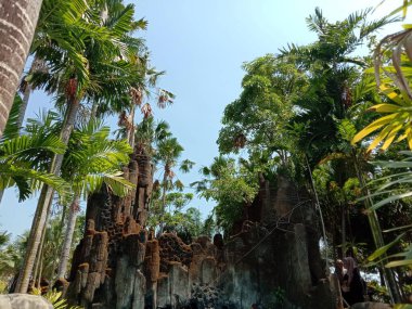 Yeşil yapraklı palmiye ağaçları