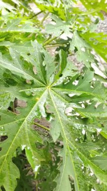 Yağmur suyu yemyeşil yaprakların üzerine düşer. Papaya yaprakları yağmur suyuyla ıslanır. Bitkilerin estetik fotoğrafları.