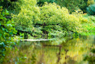 Nehir kıyısında sarkan güzel ağaç dalları.