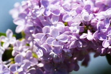 İlkbahar leylakları çiçek açan bitkilerin arka planı