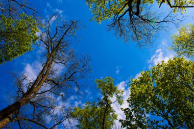 Baharda yaprakları dökülen yapraklar bulutlu mavi gökyüzüne karşı.