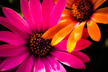 Koyu arkaplanda renkli parlak papatya çiçeği (Osteospermum ecklonis)