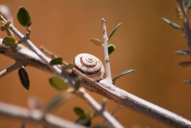 Dallardaki kapalı salyangozlar ve doğal renklerdeki taşlar. Makro