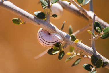 Dallardaki kapalı salyangozlar ve doğal renklerdeki taşlar. Makro