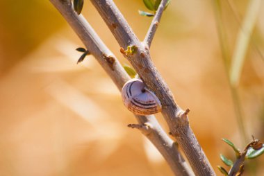 Dallardaki kapalı salyangozlar ve doğal renklerdeki taşlar. Makro