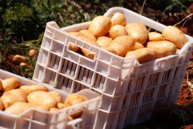 Tarladan yeni toplanmış bir kutu genç patates. Tarım. Hasat..