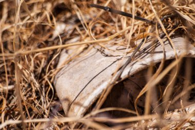 Çimenlerde eski çöp (kahve fincanı). Çevre kirliliği
