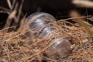 Eski çöpler (plastik bardaklar) çimenlerde. Çevre kirliliği