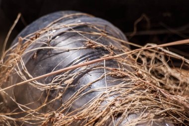 Eski çöpler (plastik bardaklar) çimenlerde. Çevre kirliliği