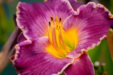 Purple lily flowers with big beautiful petals on a background of green leaves. Close-up of lily flower on blurred background clipart