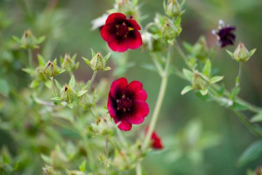 Beautiful red flower of Potentilla Monarchs Velvet, blurred background clipart