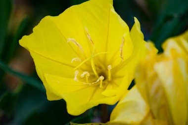 Oenothera biennis. Erkekli büyük sarı çiçek. Bulanık arkaplan ile yakın plan