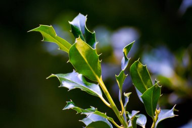 Close-up of evergreen illex branches with blurred background clipart