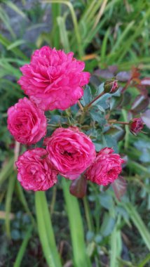 Bahçede açan beş parlak renkli gül.