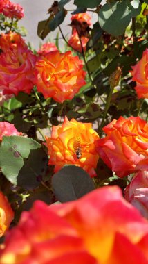 Güzel güllerle çevrili bir arı