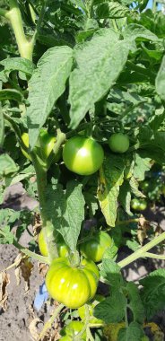 Yeşil yapraklı yeşil domatesler.