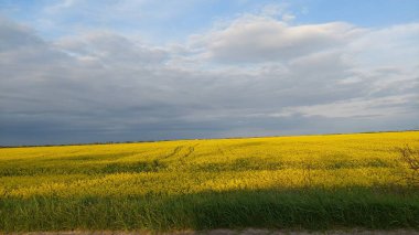 Yazın sarı çiçek tarlası