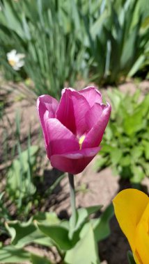 Çiçek tarhında tek bir mor lale