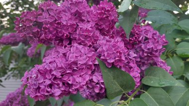 Koyu mor bir leylak filizi.