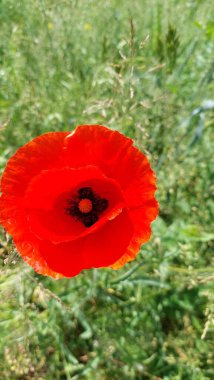 Tarlada tek kırmızı gelincik çiçeği