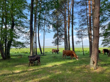 Engure Ulusal Park Gölü 'nde yabani sığırlar otluyor. Yüksek kalite fotoğraf