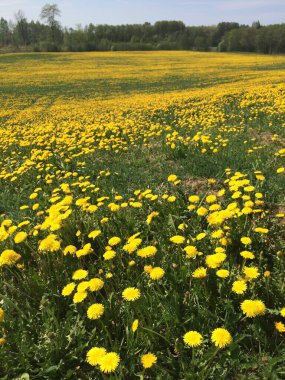 Baharda çayırda, yeşil, vahşi sarı karahindiba tarlasında güneşli bir gün. Yüksek kalite fotoğraf