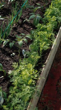 Bahçe yetiştirmek kendi mahsulünüz, taze domates dereotu soğan filizleri baharda açık hava serasında toprak yatağında yetişiyor.