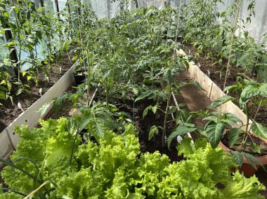 Büyükanne serasında domates yetiştirmek. Yüksek kalite fotoğraf