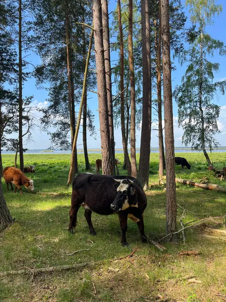 stock image Wild cattle grazing by Engure national park lake. High quality photo