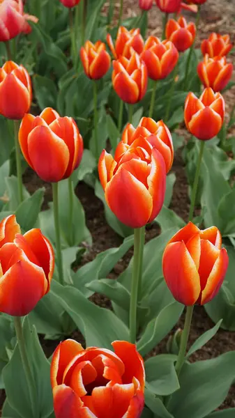 stock image Beautiful garden tulips growing in garden bed during springtime. High quality photo