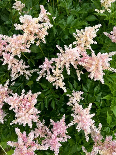 stock image Looking at blooming lush foliage of Astilbe plant. High quality photo