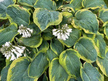 Mature Hosta perennial plant with large green leaves, lush foliage with dew drops. High quality photo clipart