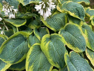 Mature Hosta perennial plant with large green leaves, lush foliage with dew drops. High quality photo clipart