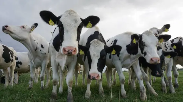 stock image Curious Holstein Friesian cattle cows staring into camera. High quality photo