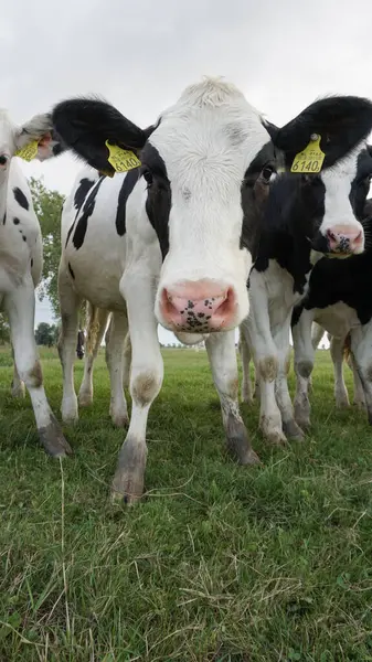 stock image Curious Holstein Friesian cattle cows staring into camera. High quality photo