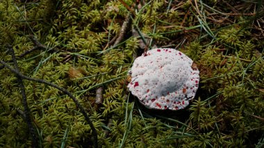 Kanayan diş ya da mantar, Yosun arasında büyüyen yuvarlak Hydnellum peckii. 