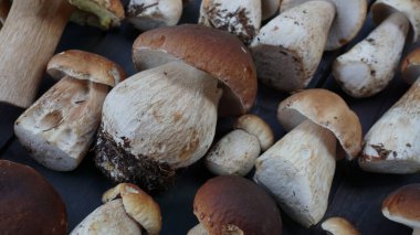 Sonbahar sonbahar kompozisyonu. Kara ahşap arka planda Penny Bun veya Porcini mantarı Boletus edulis. Lezzetli organik mantar gurmesi pişirmek. Düz yat, üstten bak, kapat.
