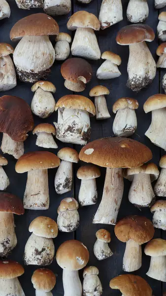 Sonbahar sonbahar kompozisyonu. Kara ahşap arka planda Penny Bun veya Porcini mantarı Boletus edulis. Lezzetli organik mantar gurmesi pişirmek. Düz üst görünüm