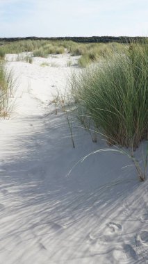 Hollanda 'nın Schiermonnikoog adasındaki kuzey sahilinde marram çimi olan kum tepelerinin manzarası. Kumlu beyaz plaj adasına kaçmak