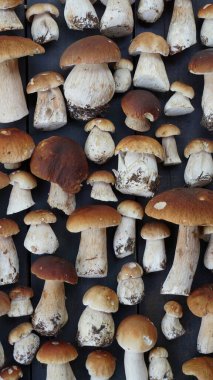 Sonbahar sonbahar kompozisyonu. Kara ahşap arka planda Penny Bun veya Porcini mantarı Boletus edulis. Lezzetli organik mantar gurmesi pişirmek. Düz üst görünüm