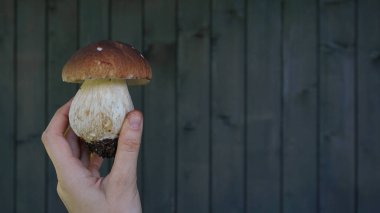 Siyah ahşap arka planda penili çörek, porcino veya porcini mantarlı boletus edulis tutan bir elin yakın çekimi.