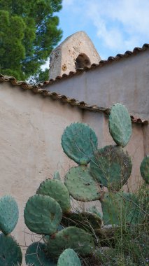 Dikenli Armut kaktüsü arka planı - Opuntia casusları, Hint inciri, Notre Dame de Constance şapelinde büyüyen misyon kaktüsü Fransız Riviera 'sı