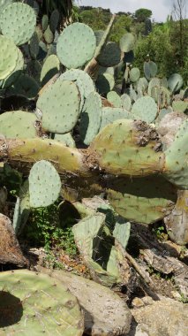 Dikenli Armut kaktüsü arka planı - Opuntia casusları, Hint inciri, Akdeniz kıyısında yetişen kaktüs misyonu, Fransız Rivierası