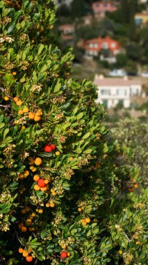 Ripe colorful fruits and flowers of wild strawberry tree Arbutus unedo in autumn. An evergreen shrub in Bormes Les Mimosas, France. clipart