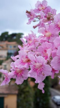 Pink trumpet vine or Podranea ricasoliana flowers, in Bormes Les Mimosas, France. A fast-growing, evergreen climbing plant with trumpet-shaped pink flowers clipart