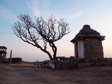 Hmapi, Karnataka, Hindistan 'da günbatımında Hemakuta Gudda Tepesi' ndeki antik bir tapınağın yanındaki Lonley ağacı..