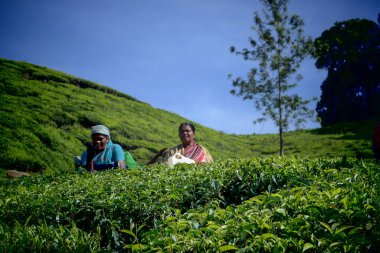 Munnar, Kerala, Hindistan, 1 Kasım 2018: Munnar 'ın yemyeşil tepelerindeki çay tarlalarında çay toplayıcıları