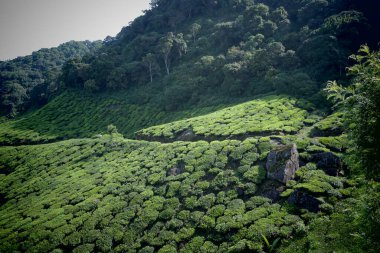 Munnar, Kerala, Hindistan, 1 Kasım 2018: Munnar 'ın yemyeşil tepelerindeki çay tarlaları