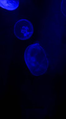 Akvaryumda yüzen denizanası (Aurelia aurita) ilginç bir zemin oluşturur.