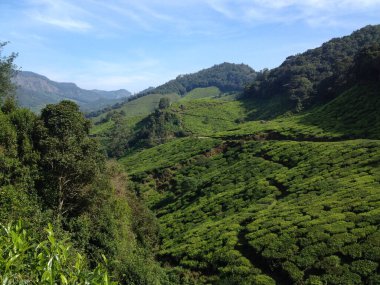 Munnar, Kerala, Hindistan 'daki çay tarlaları. Güzel çay tarlaları. Manzaralı yürüyüş yolu. Hindistan 'da turizm